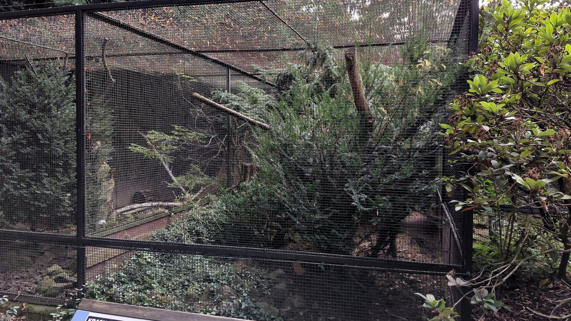 Pheasantry - Green magpie + Fireback exhibit