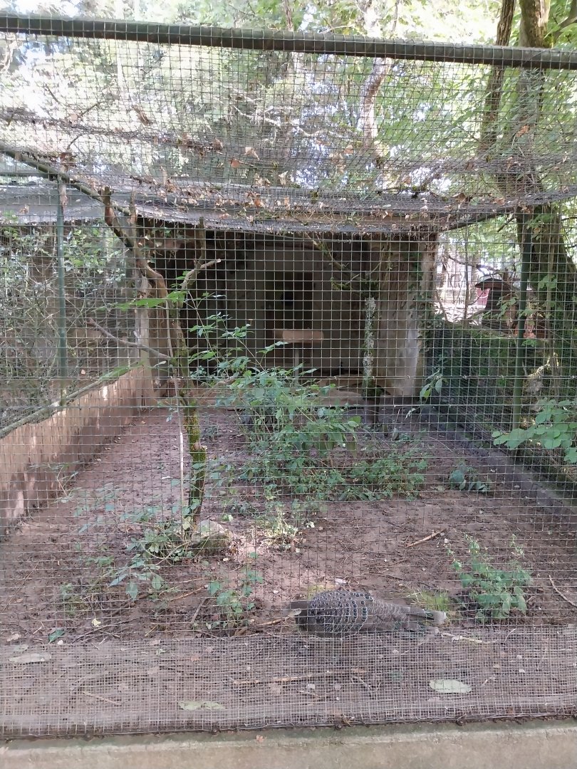 Pheasantry - Grey peacock-pheasant (Polyplectron bicalcaratum)