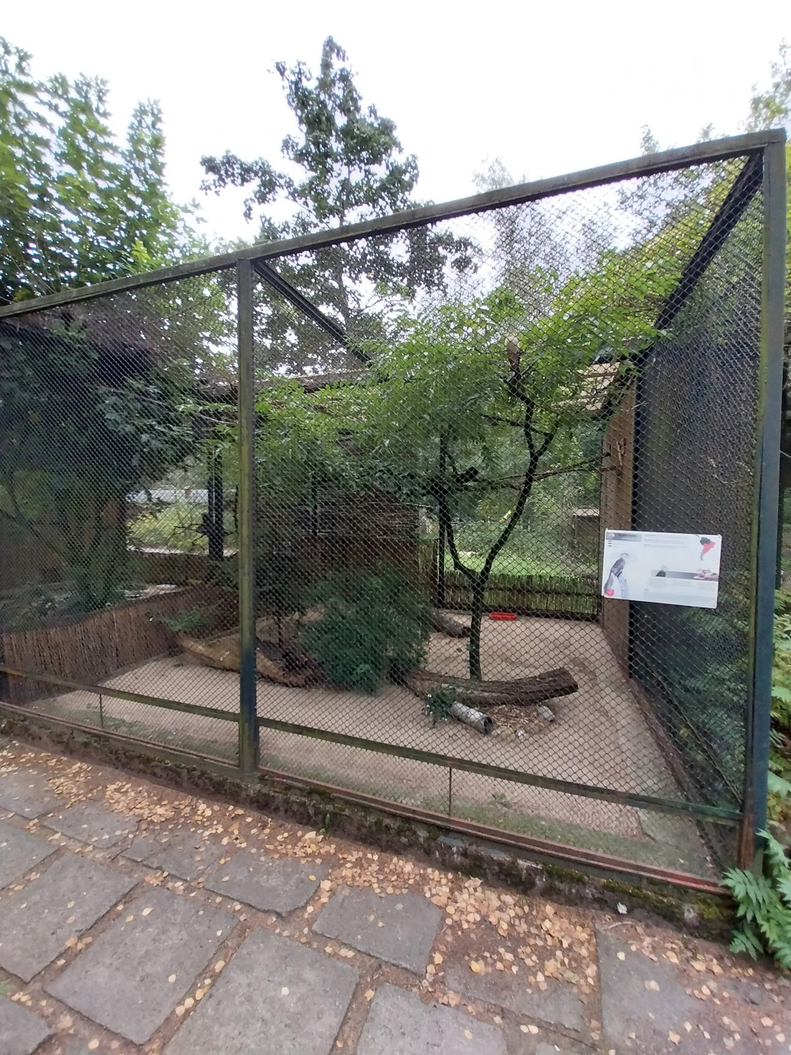 Pheasantry - Guira Cuckoo (Guira guira)