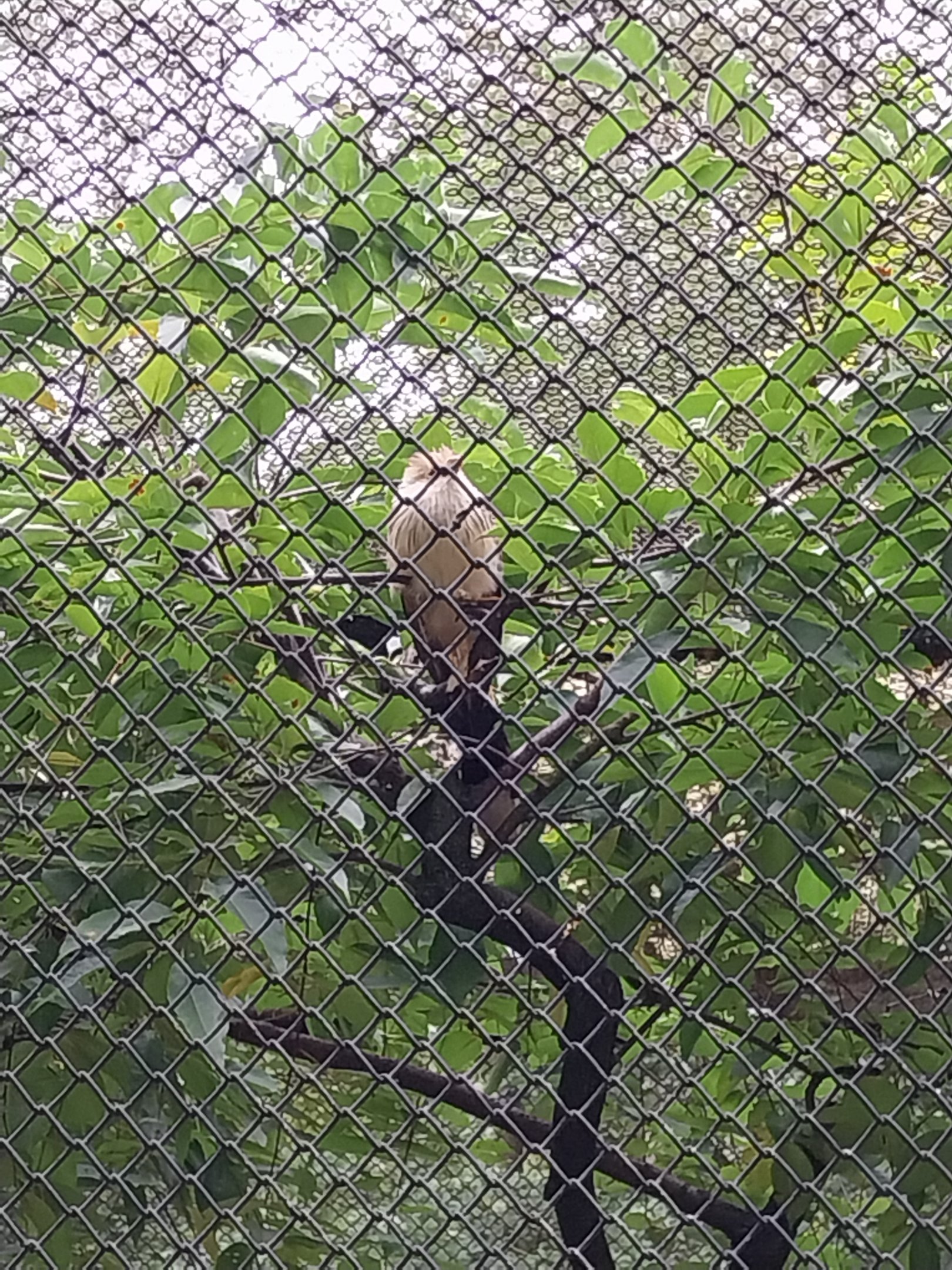 Pheasantry - Guira Cuckoo (Guira guira)