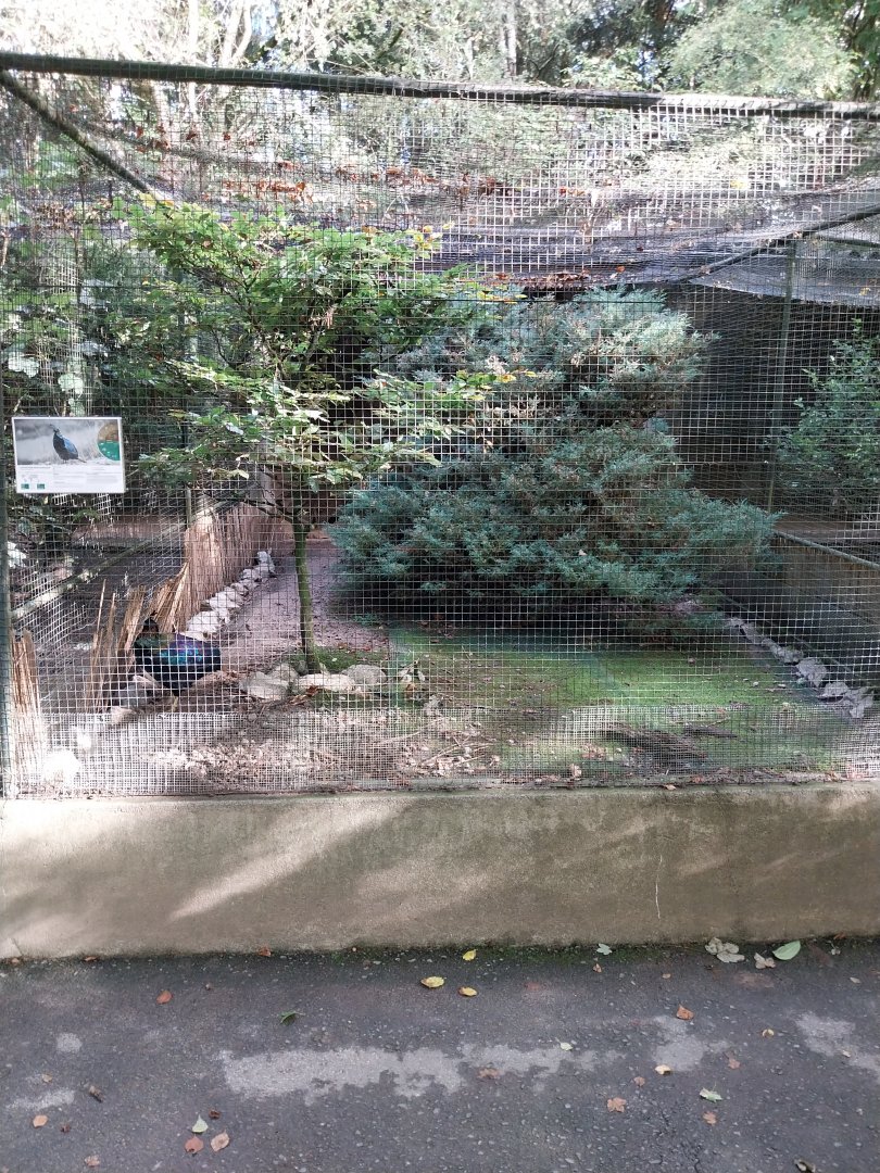 Pheasantry - Himalayan monal (Lophophorus impejanus)