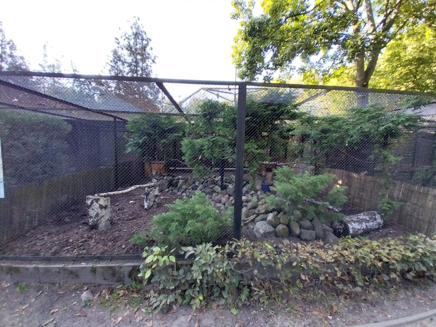 Pheasantry - Himalayan Monal (Lophophorus impejanus)