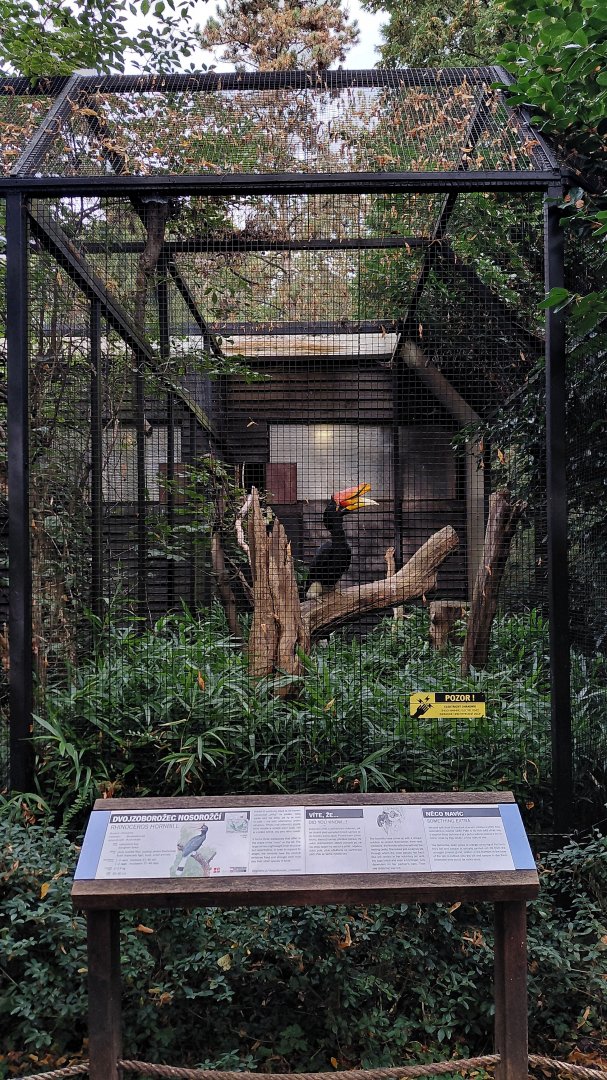 Pheasantry - Hornbill exhibit