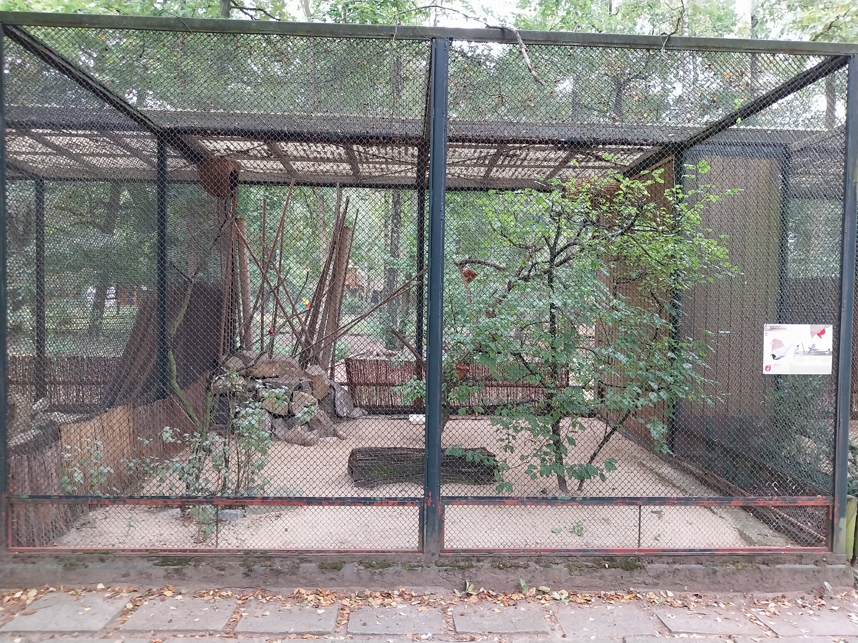 Pheasantry - Iberian Azure-winged Magpie (Cyanopica cooki)