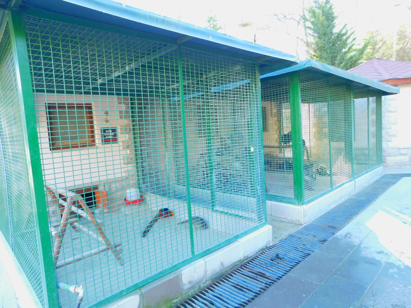 Pheasantry in the Ankara Domestic Animal Park