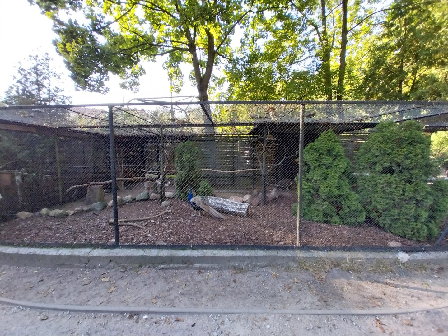 Pheasantry - Indian Peafowl (Pavo cristatus)