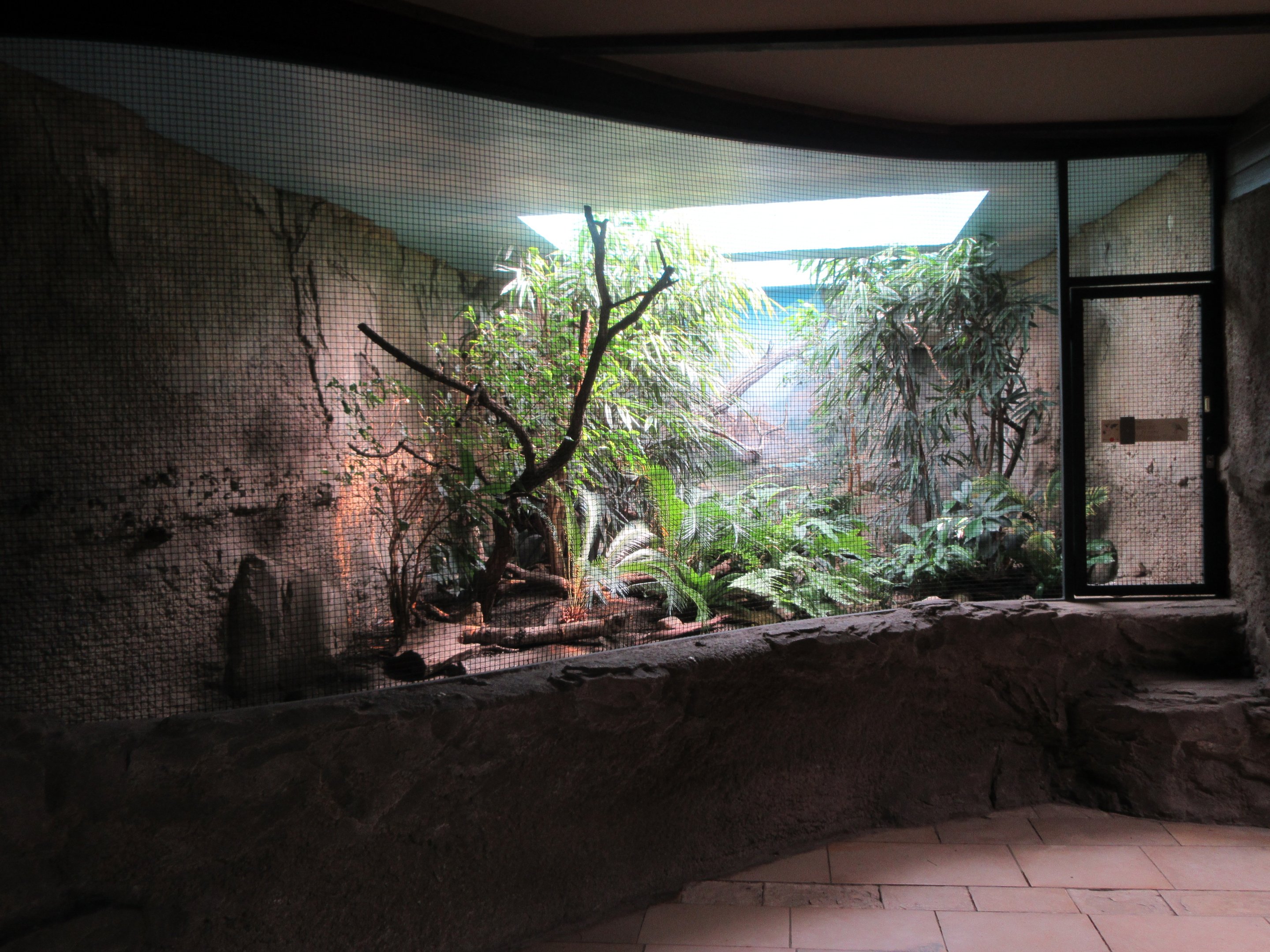 Pheasantry - Kagu Exhibit #1