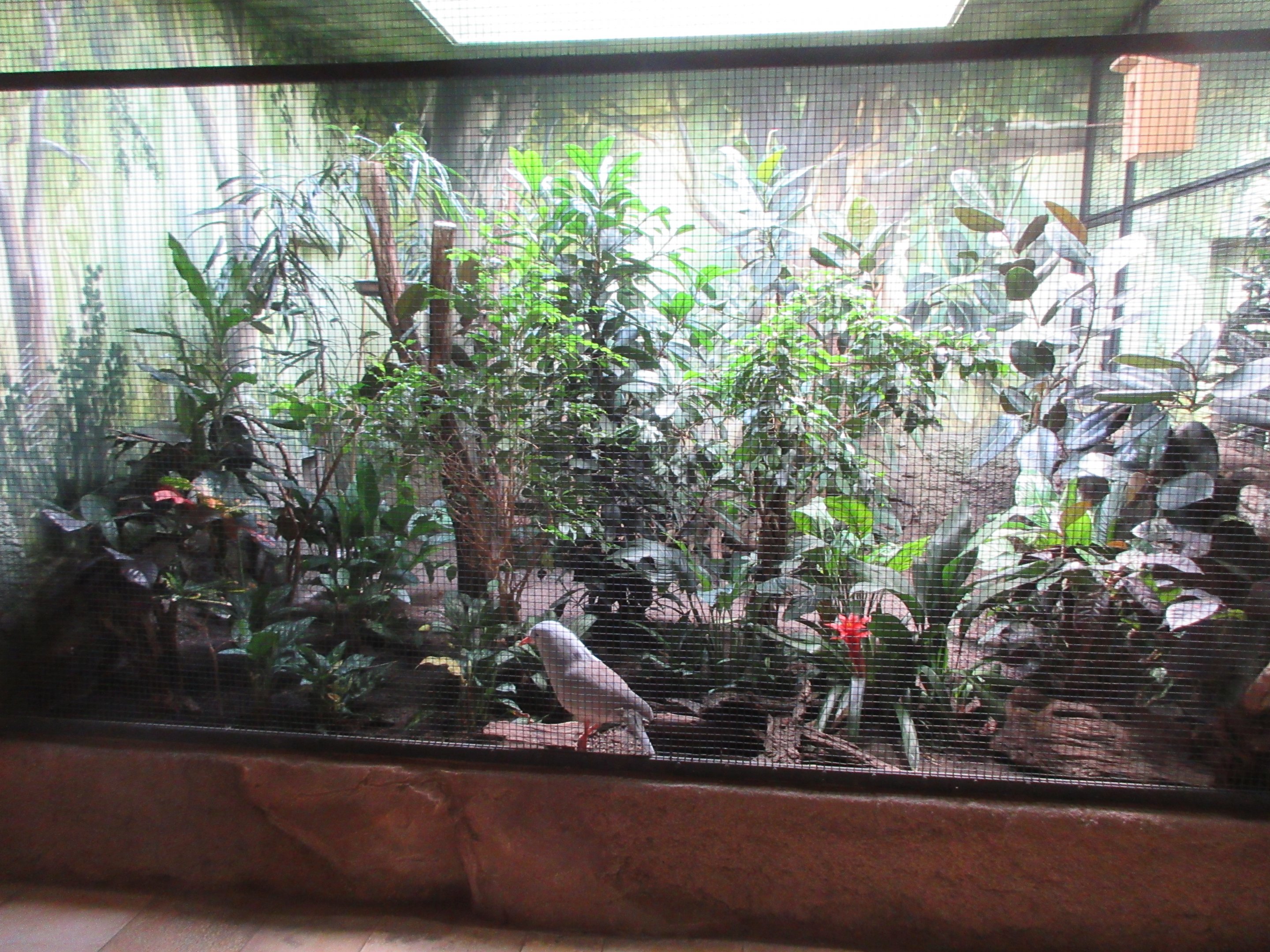 Pheasantry - Kagu Exhibit #2