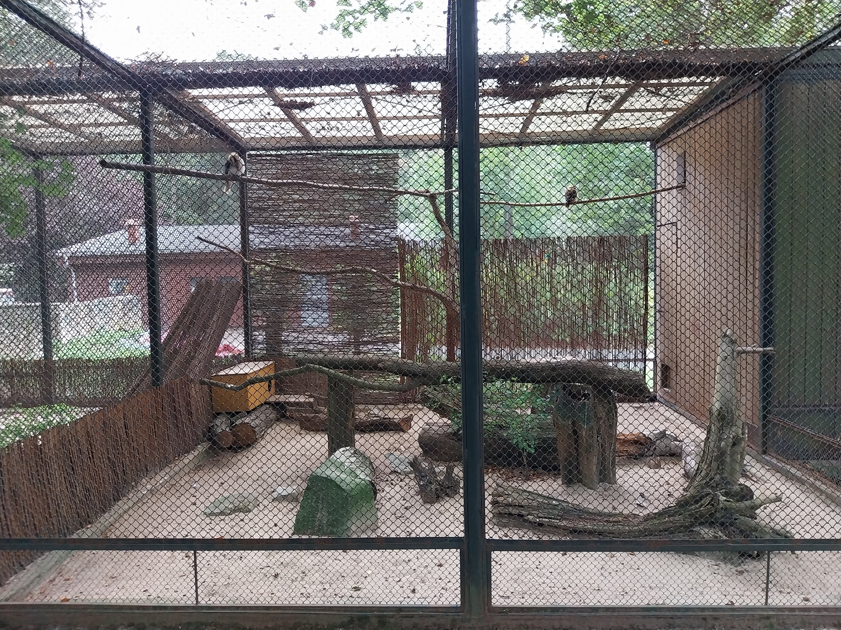 Pheasantry - Laughing Kookaburra (Dacelo novaeguineae)