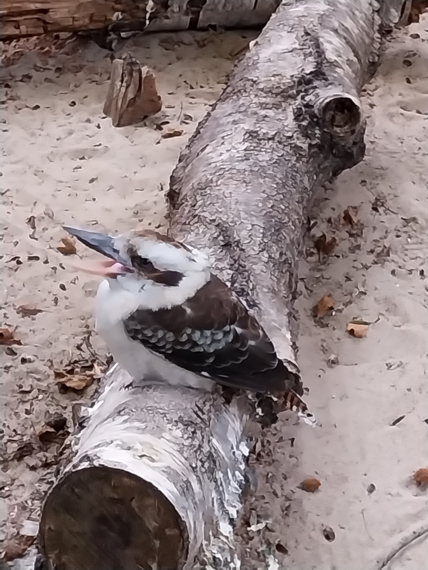 Pheasantry - Laughing Kookaburra (Dacelo novaeguineae)