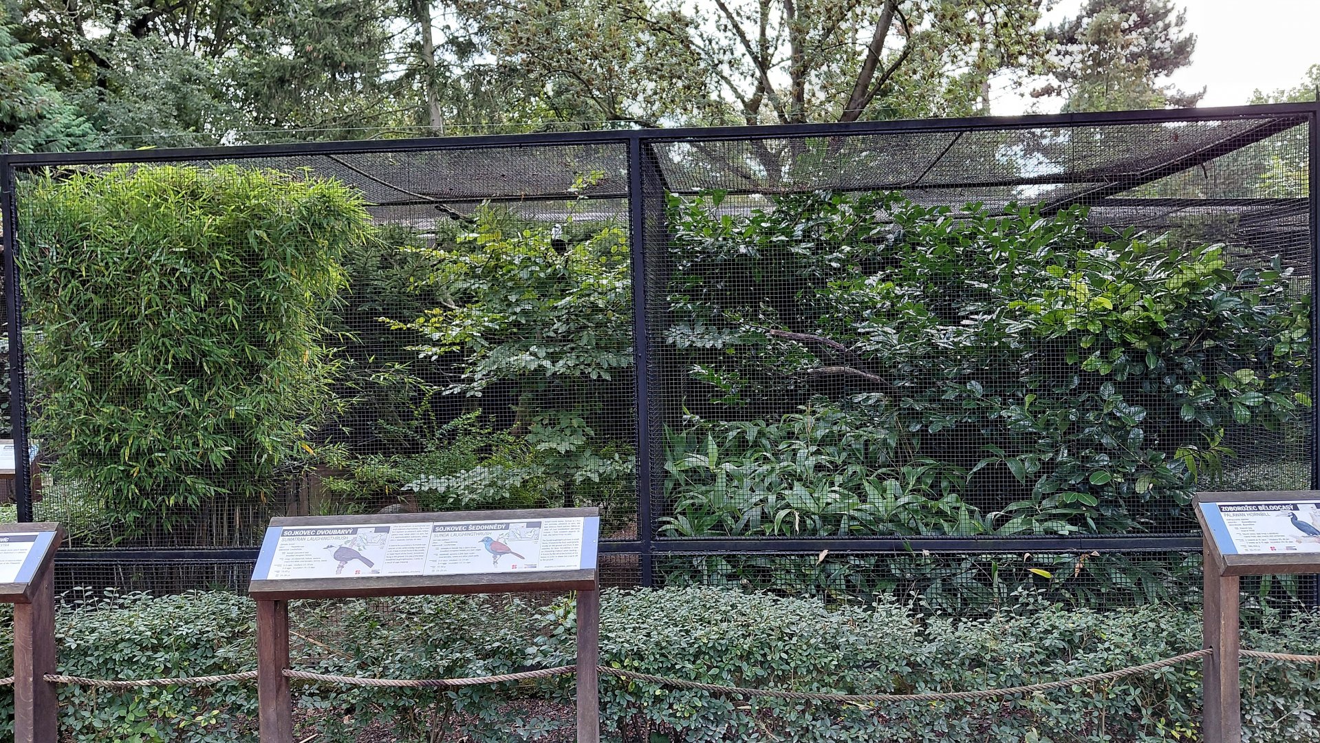 Pheasantry - Laughingthrush + hornbill exhibits