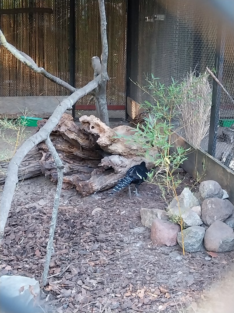 Pheasantry - Mikado Pheasant (Syrmaticus mikado)
