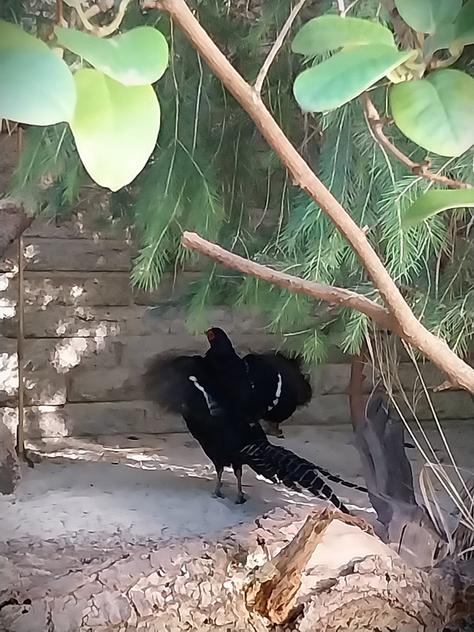 Pheasantry - Mikado Pheasant (Syrmaticus mikado)