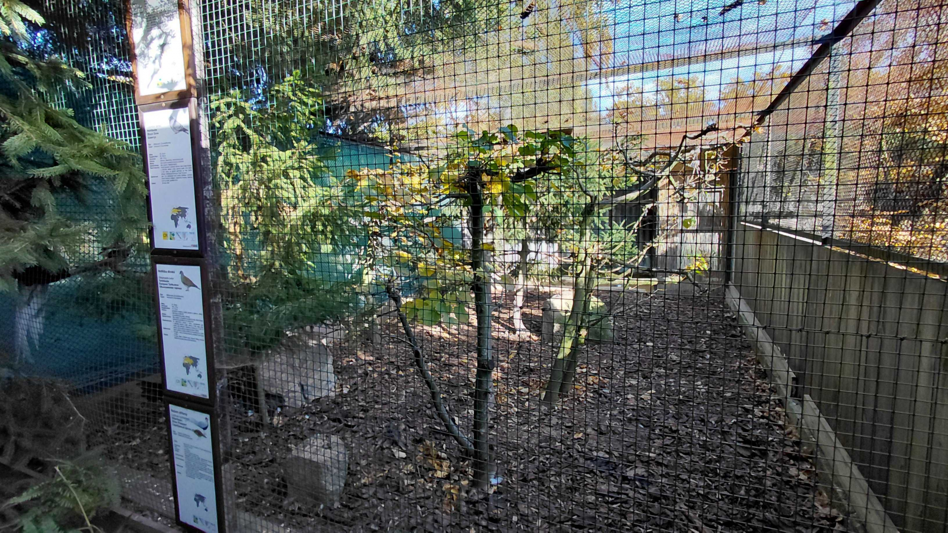 Pheasantry - mixed aviary