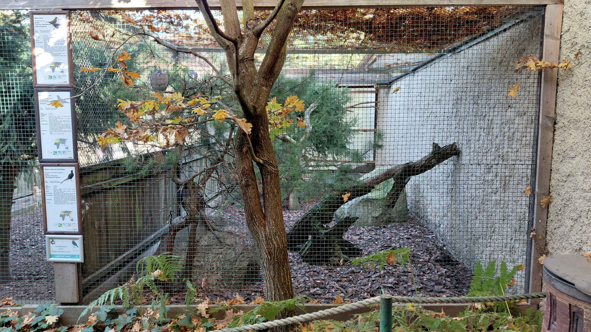 Pheasantry - mixed aviary