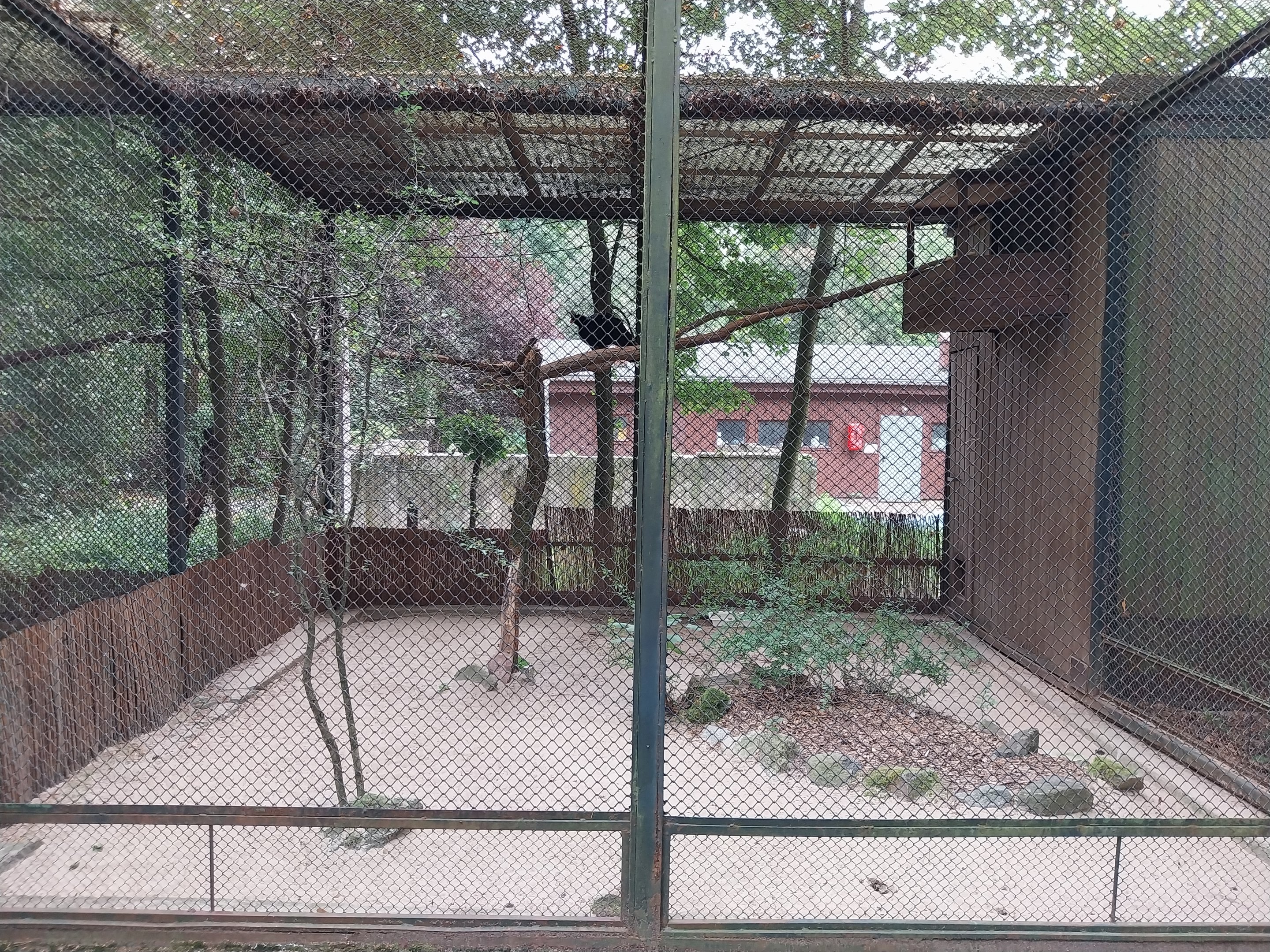 Pheasantry - Northern Helmeted Curassow (Pauxi pauxi pauxi)