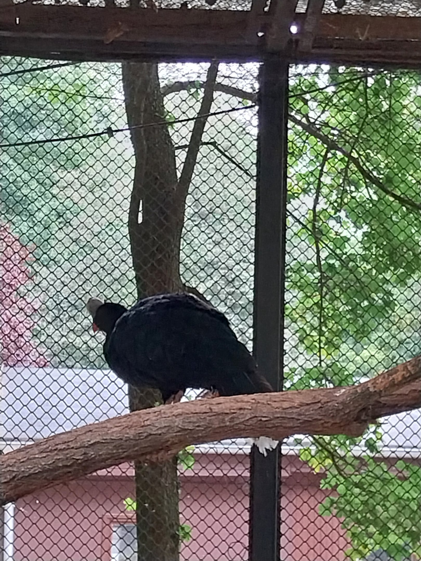 Pheasantry - Northern Helmeted Curassow (Pauxi pauxi pauxi)