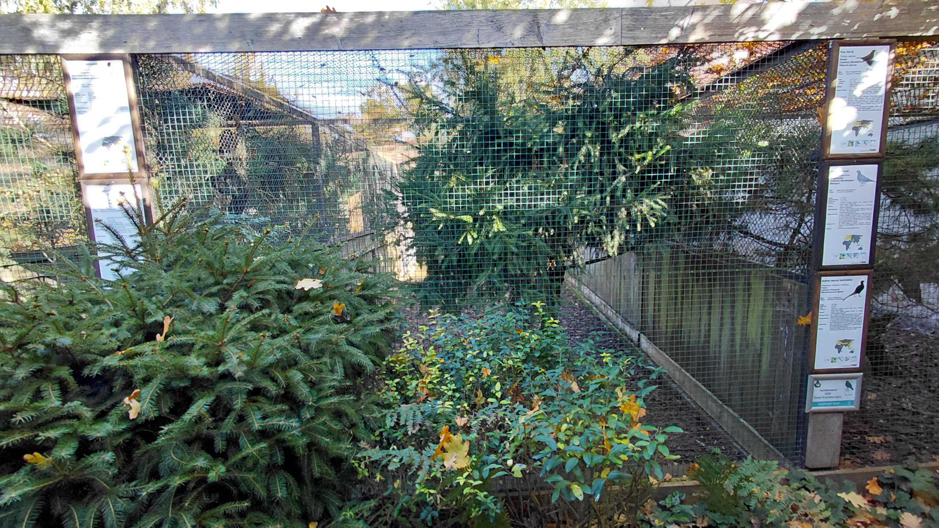 Pheasantry - pheasant + magpie aviary