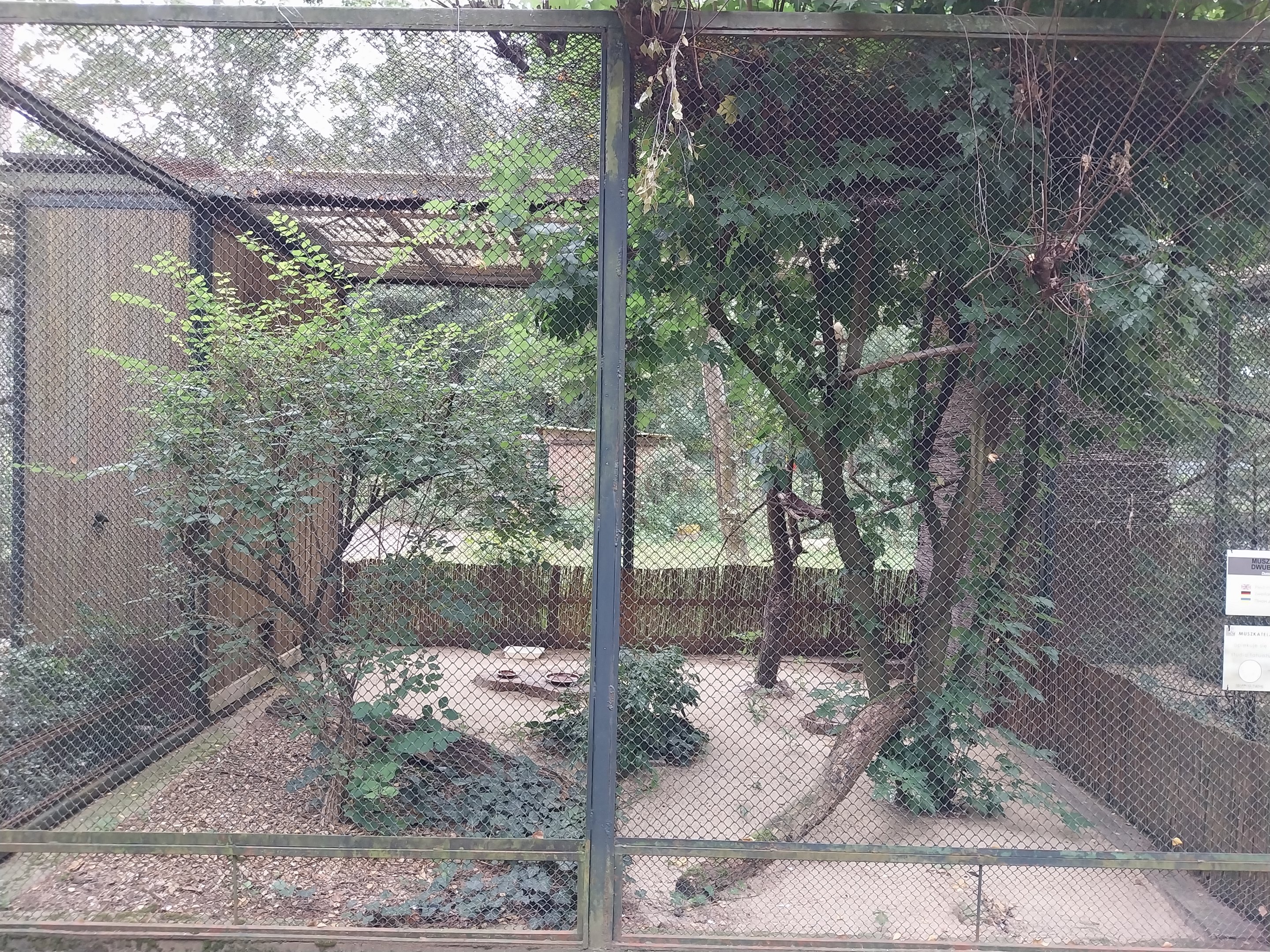 Pheasantry - Pied Imperial Pigeon (Ducula bicolor)