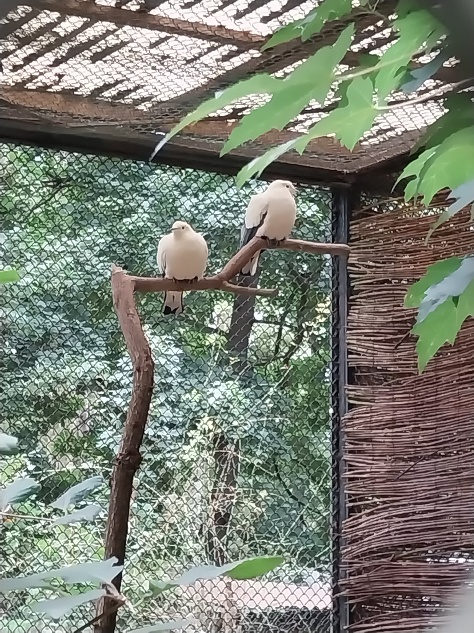 Pheasantry - Pied Imperial Pigeon (Ducula bicolor)