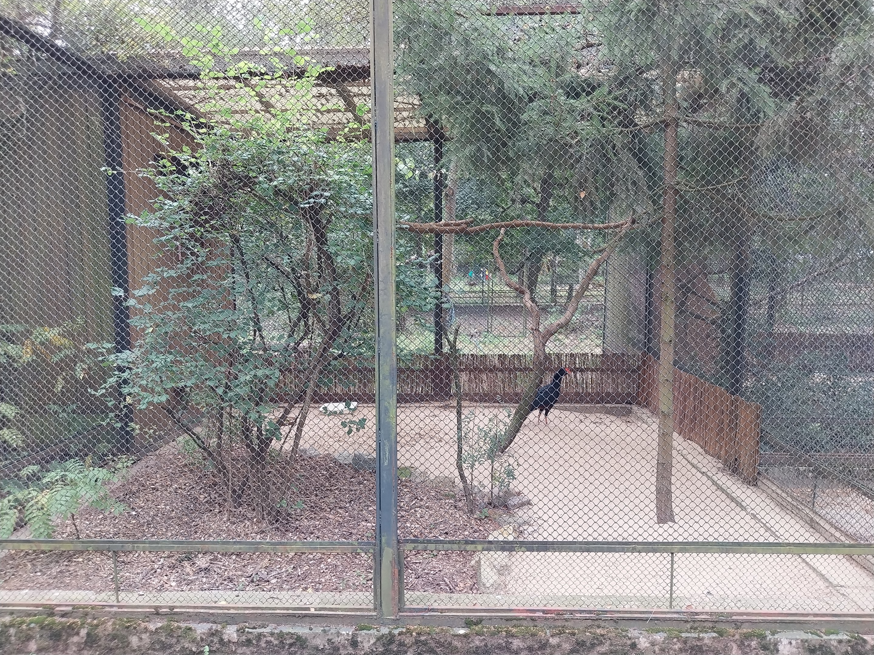 Pheasantry - Razor-billed Curassow (Mitu tuberosum)