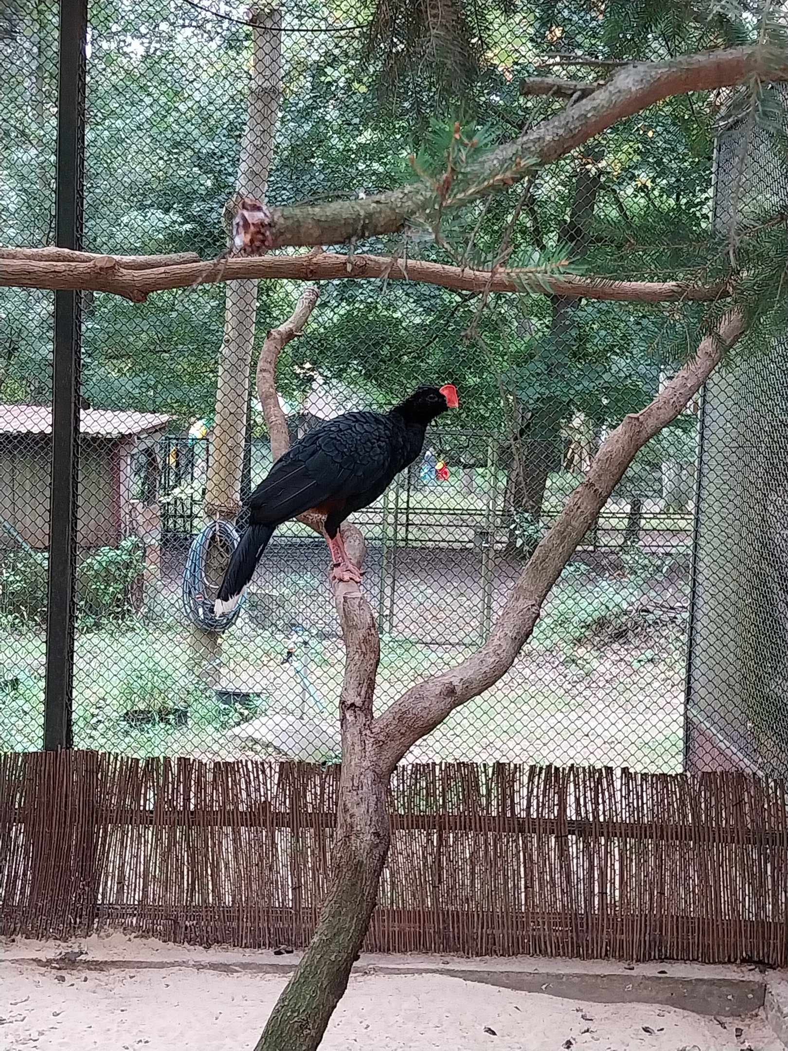 Pheasantry - Razor-billed Curassow (Mitu tuberosum)
