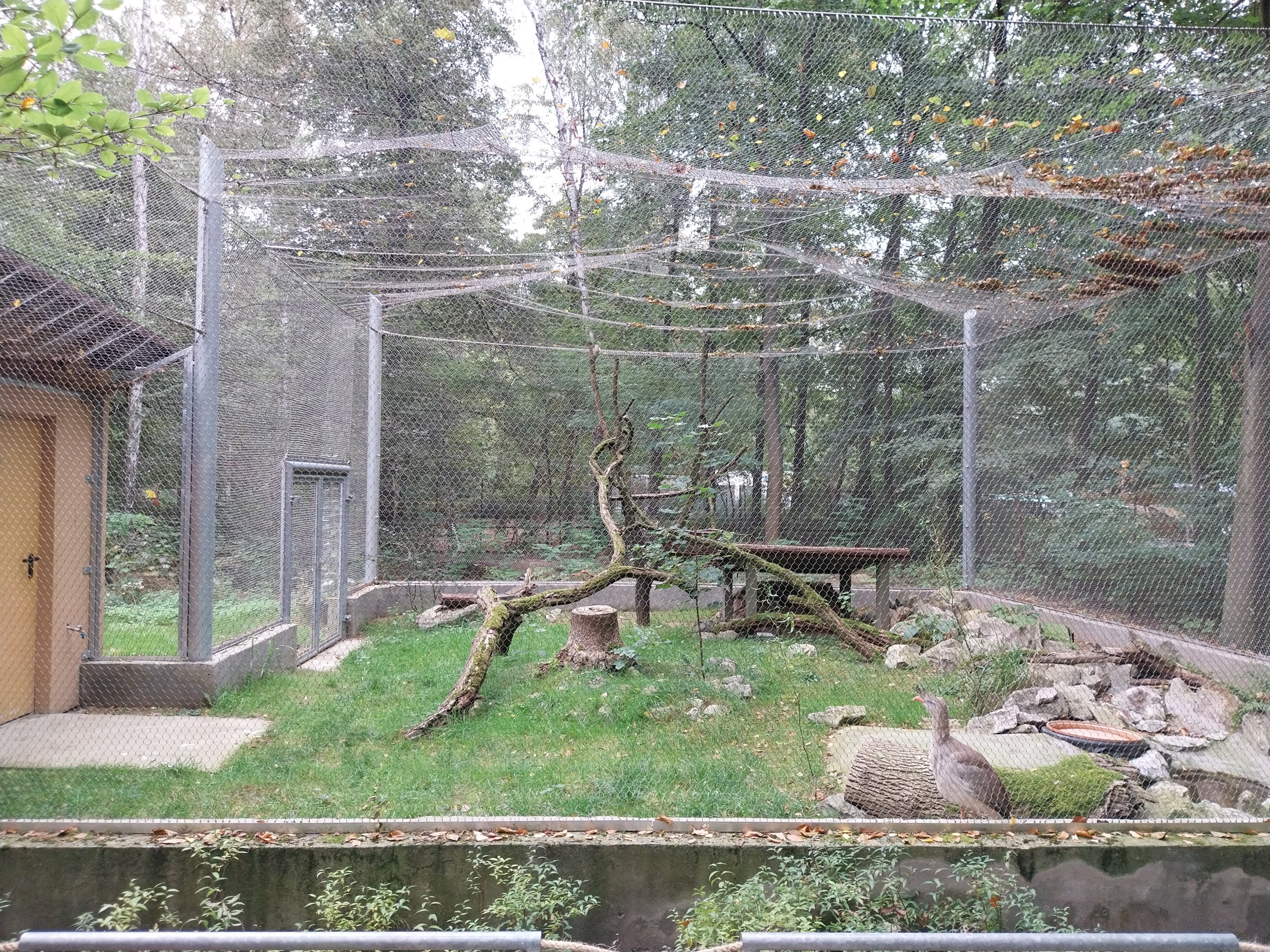 Pheasantry - Red-legged Seriema (Caraima cristata)