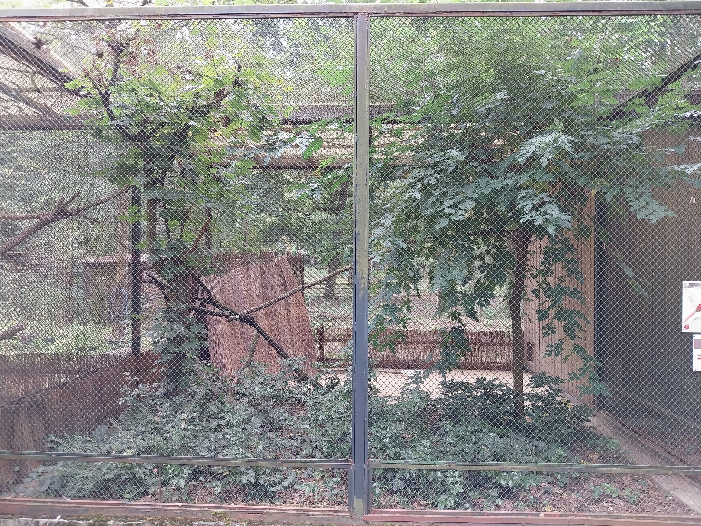 Pheasantry - Red-tailed Laughingthrush (Trochalopteron milnei) and Palawan Peacock-pheasant (Polyplectron napolensis)