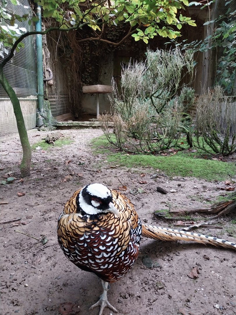 Pheasantry - Reeve's pheasant (Symaticys reevesi)