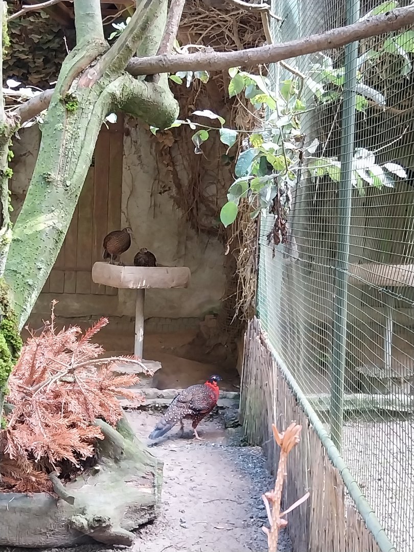 Pheasantry - Satyr tragopan (Tragopan satyra)