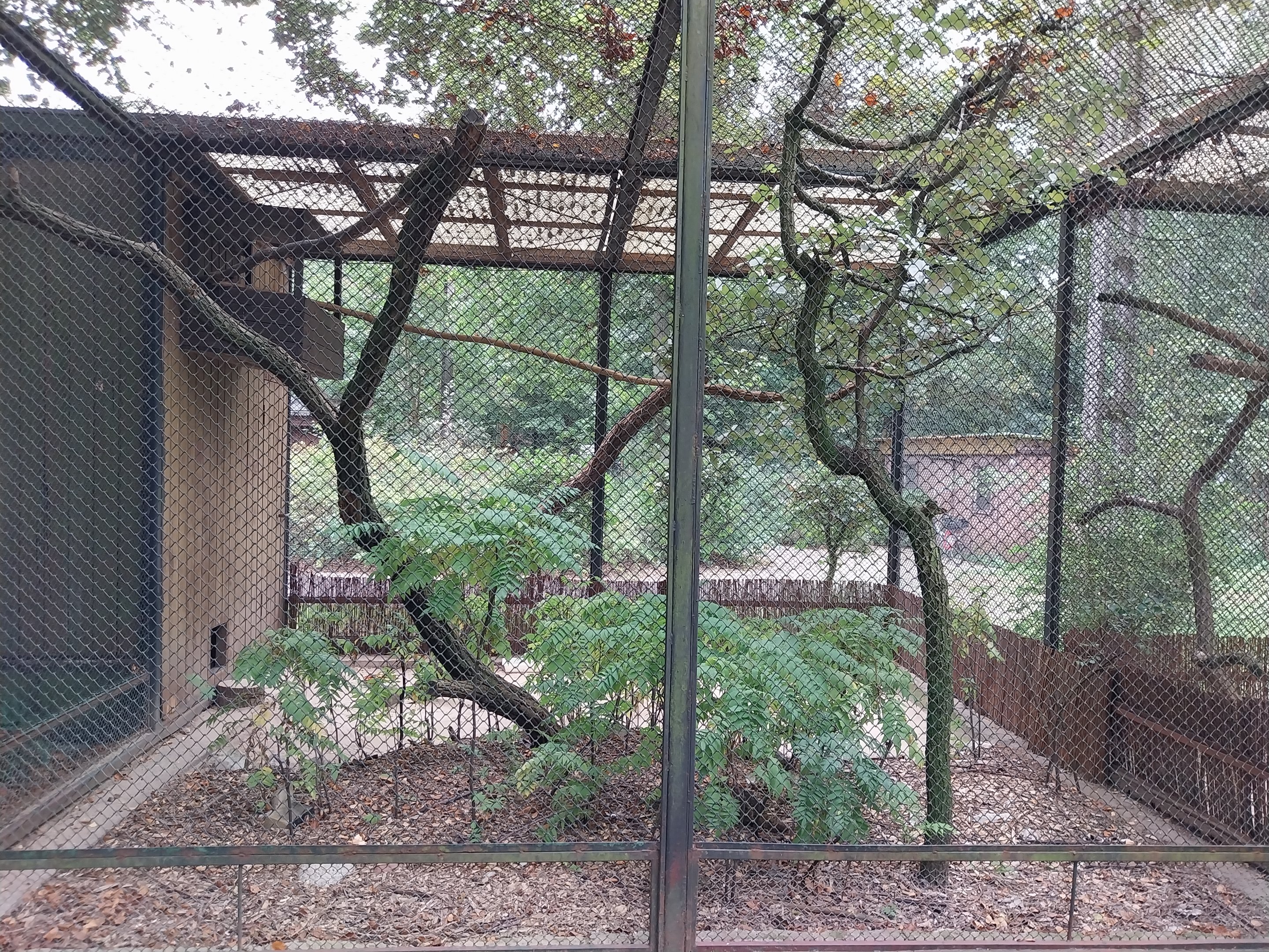 Pheasantry - Satyr Tragopan (Tragopan satyra)