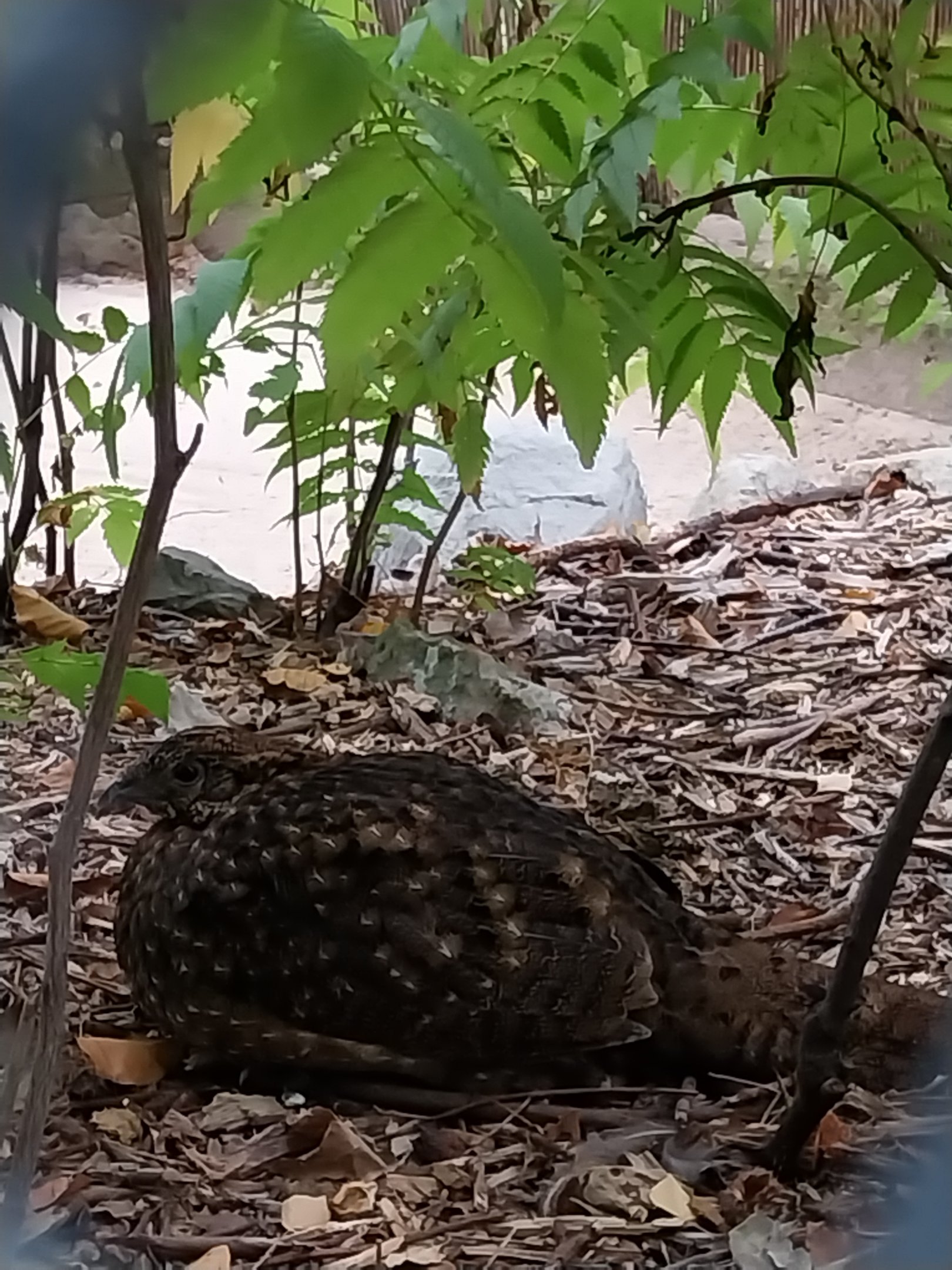 Pheasantry - Satyr Tragopan (Tragopan satyra)