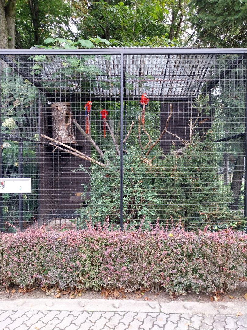 Pheasantry - Scarlet macaw aviary