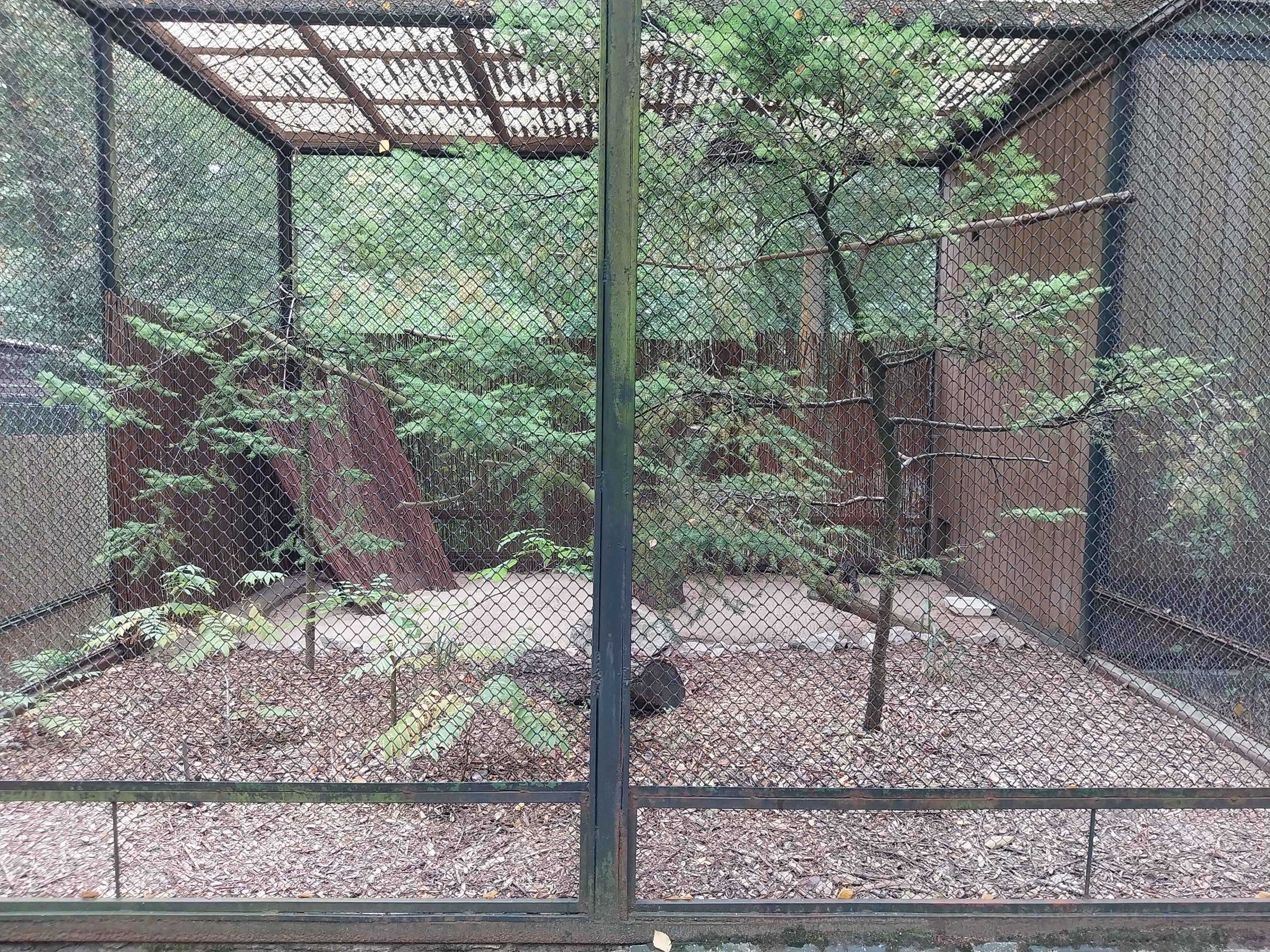 Pheasantry - Siamese Fireback (Lophura diardi)