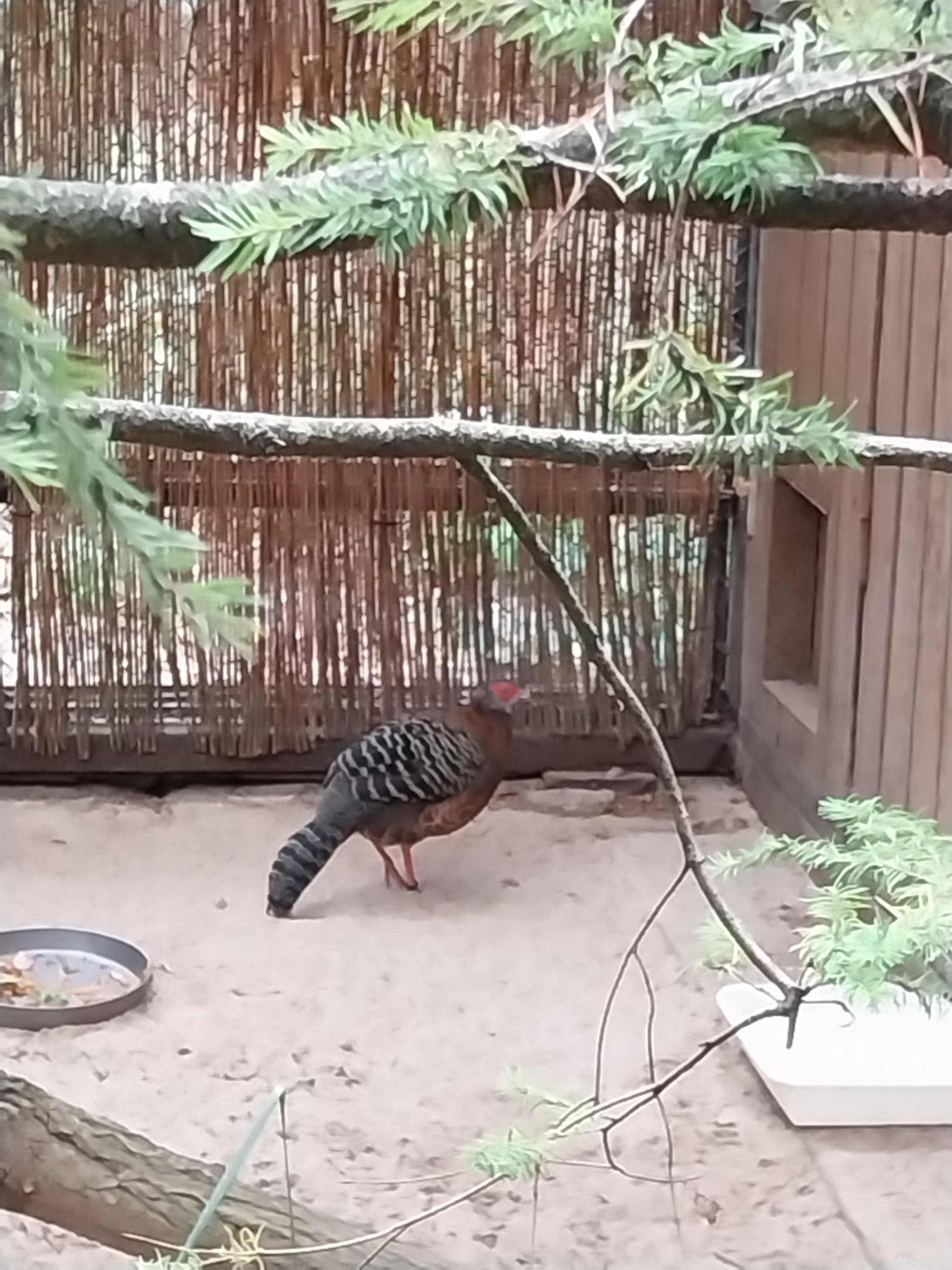 Pheasantry - Siamese Fireback (Lophura diardi)