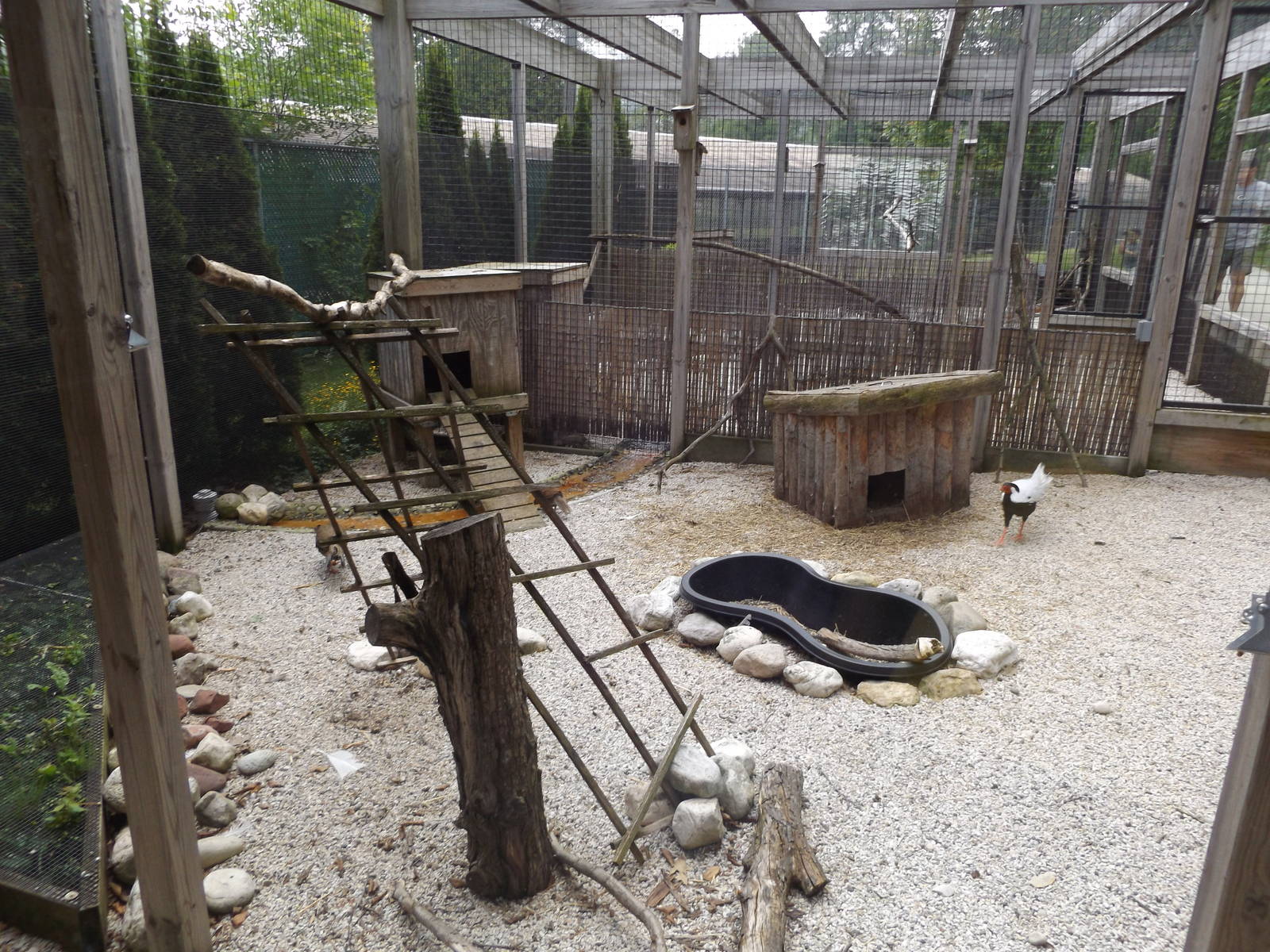 Pheasantry - Silver Pheasant Exhibit