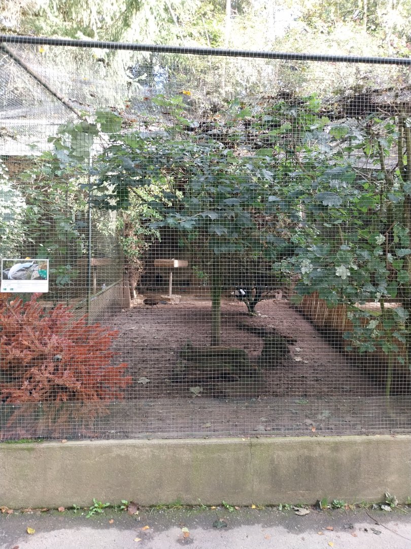 Pheasantry - Silver pheasant (Lophura nycthemera)