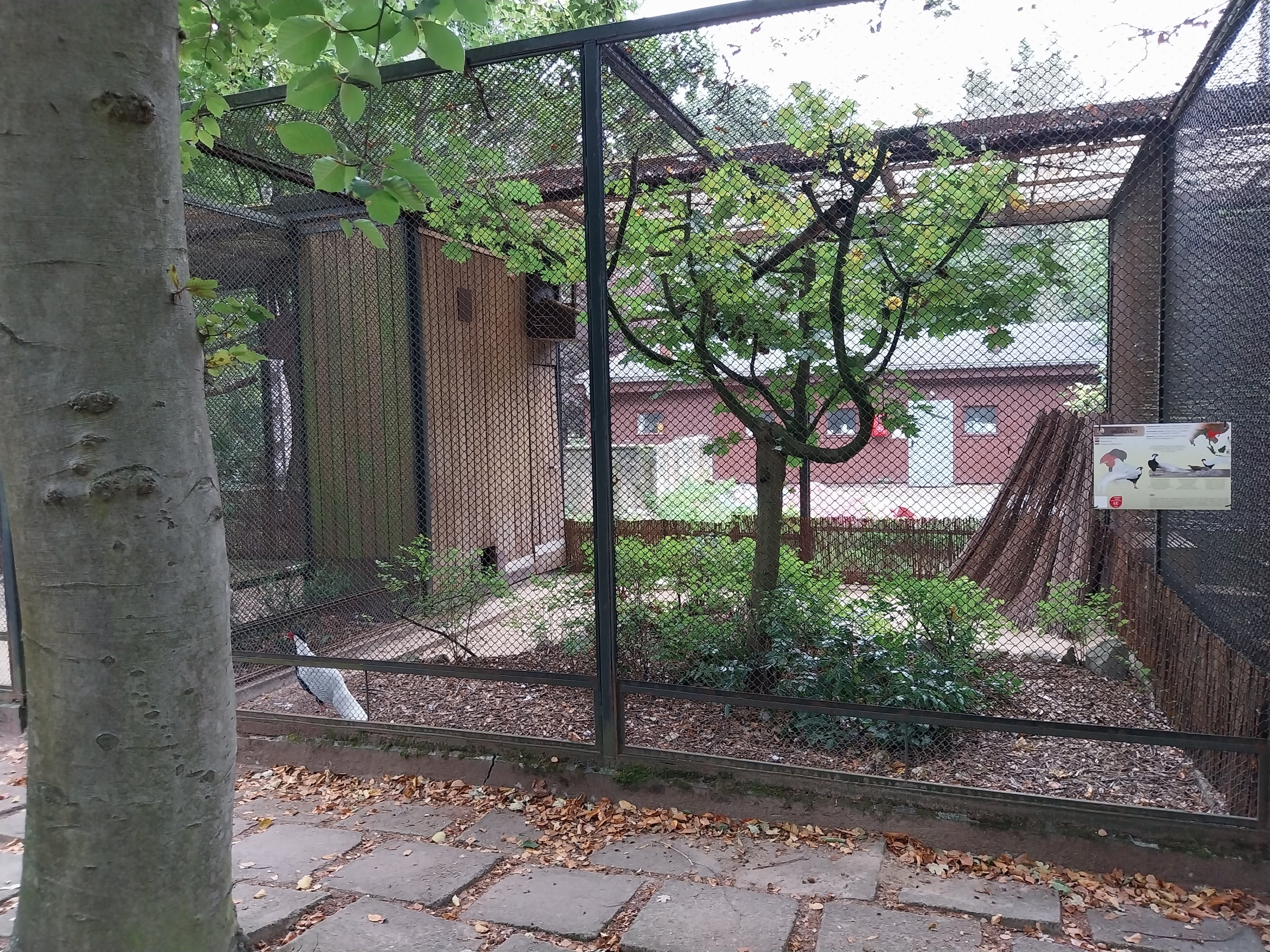 Pheasantry - Silver Pheasant (Lophura nycthemera)