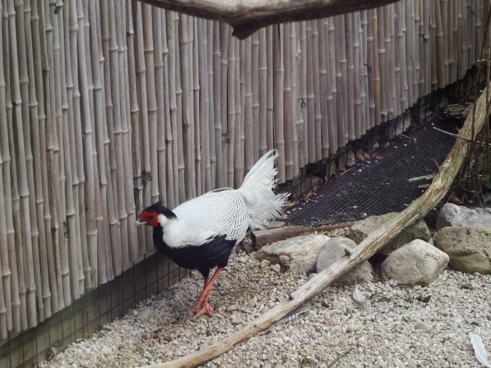 Pheasantry - Silver Pheasant