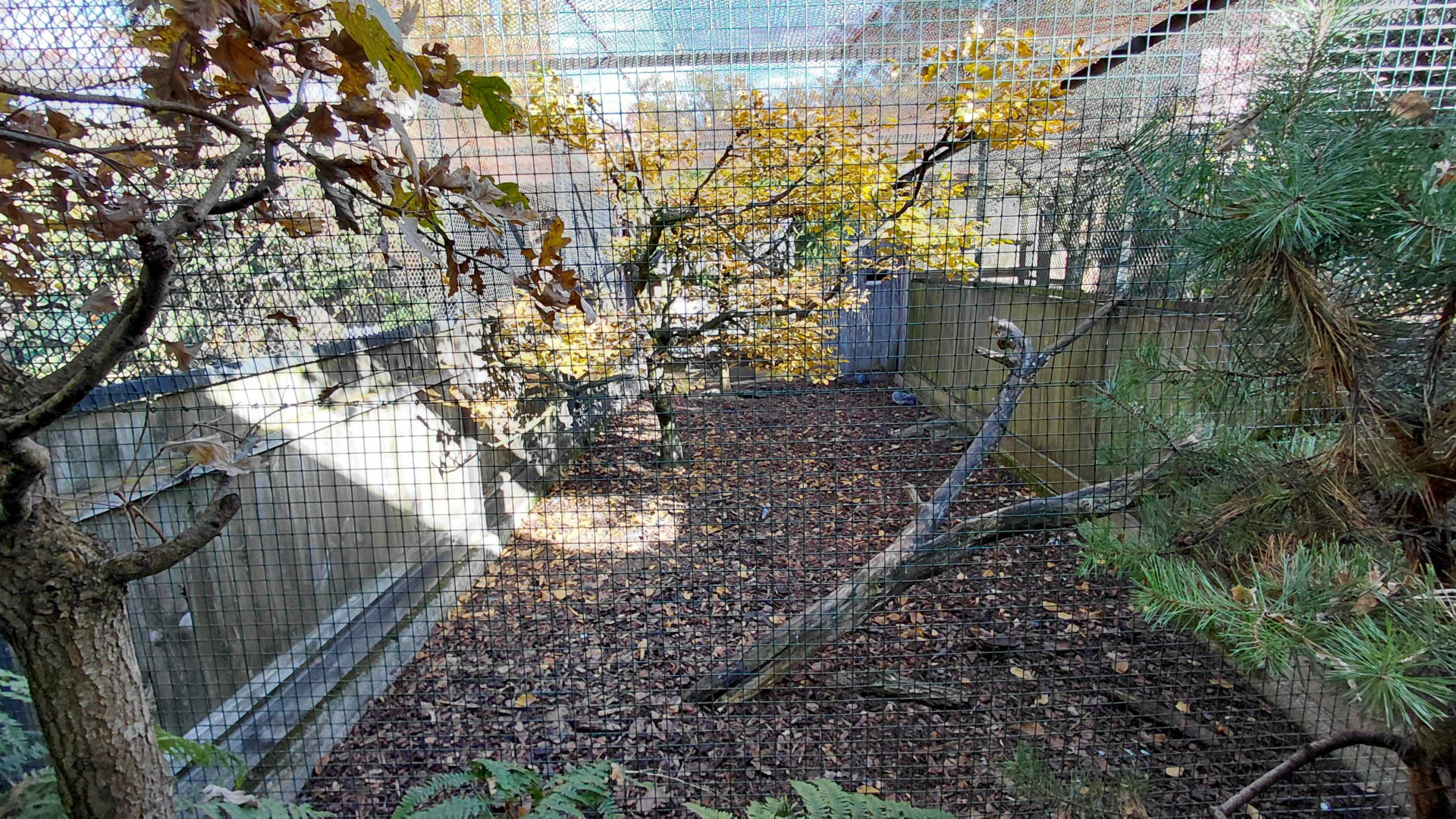 Pheasantry - stock dove aviary