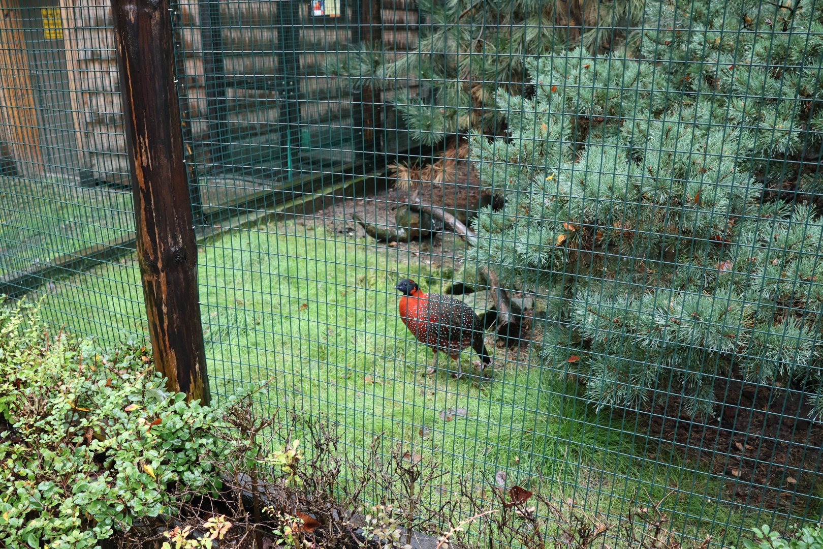 Pheasantry - Temminck tragopan (Tragopan temminckii)