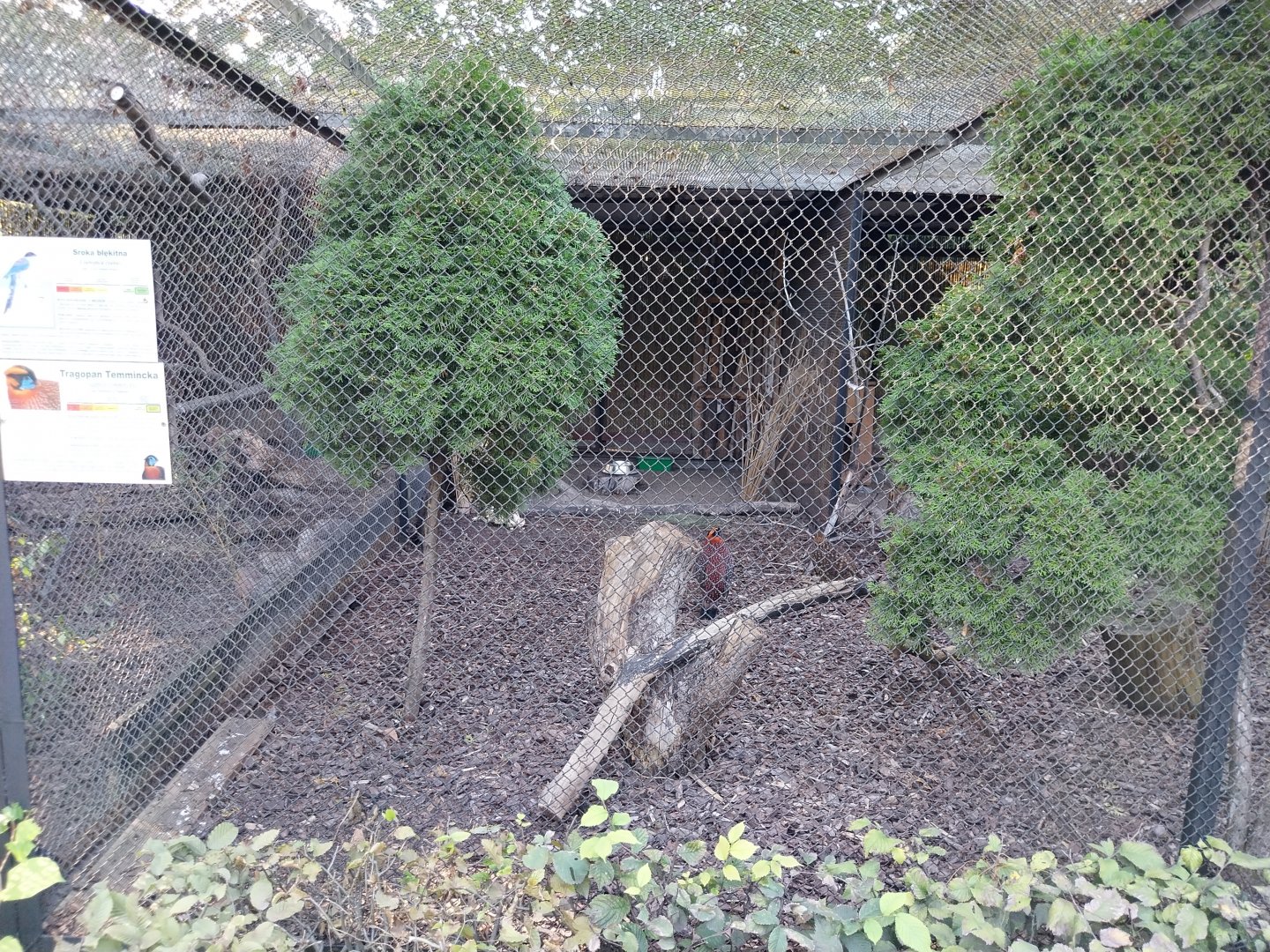 Pheasantry - Temminck Tragopan (Tragopan temminckii)
