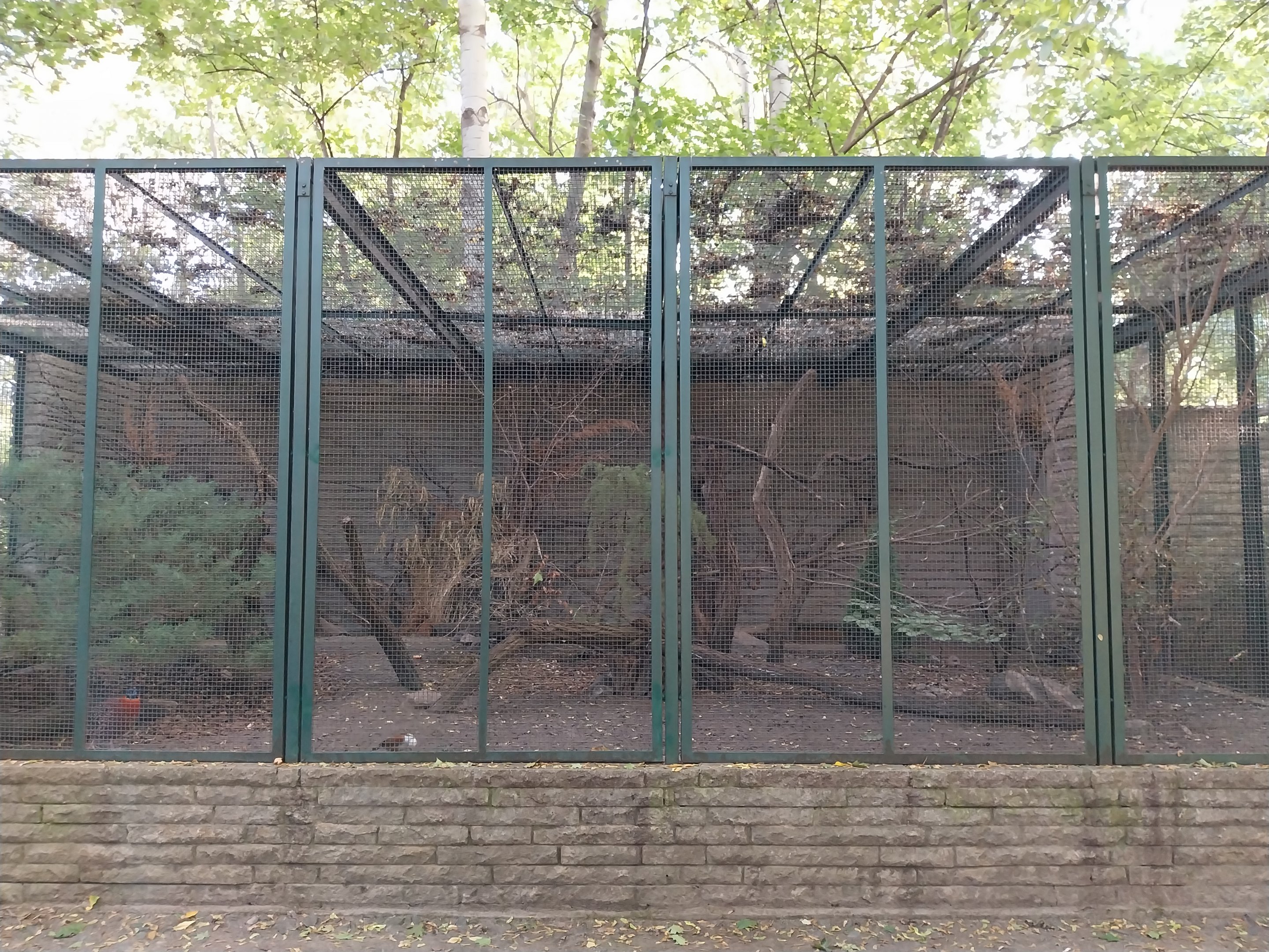 Pheasantry - Temminck's Tragopan (Tragopan temminckii) and White-crested Laughingthrush (Garrulax leucolophus diardi)