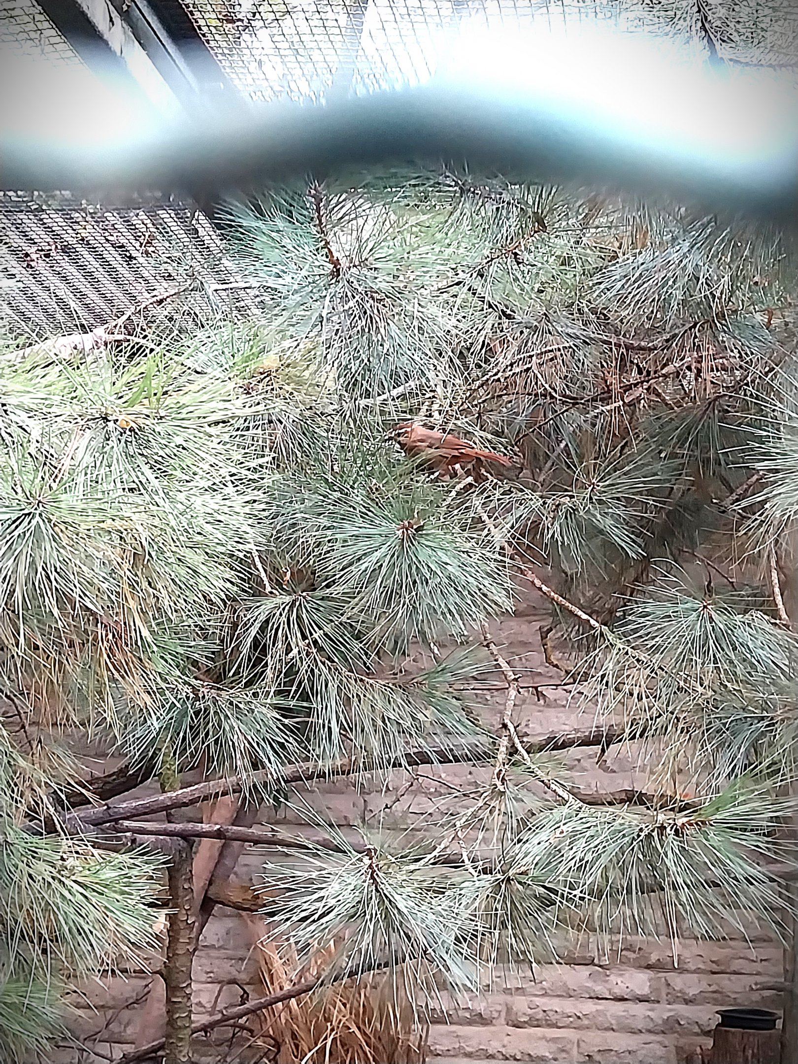 Pheasantry - White-browded Laughingthrush (Pterorhinus sannio)