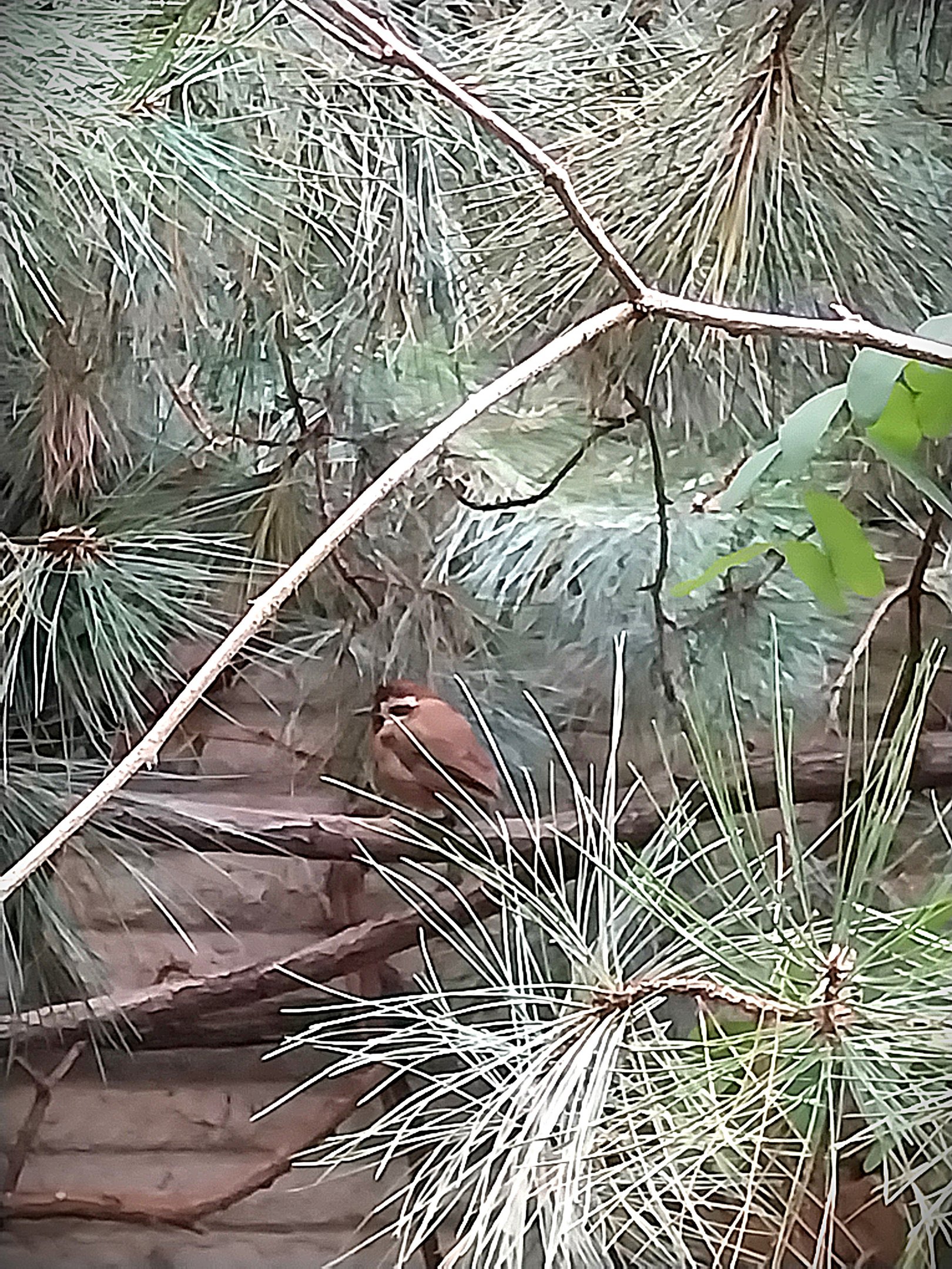 Pheasantry - White-browded Laughingthrush (Pterorhinus sannio)
