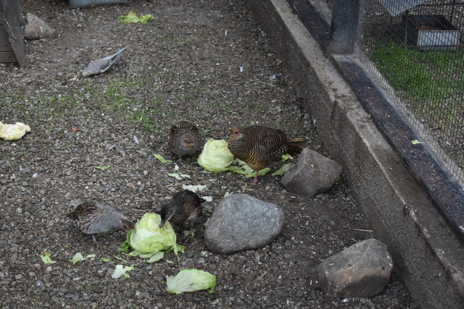 Pheasants and partridges and ducks and cocatiels! Oh my!