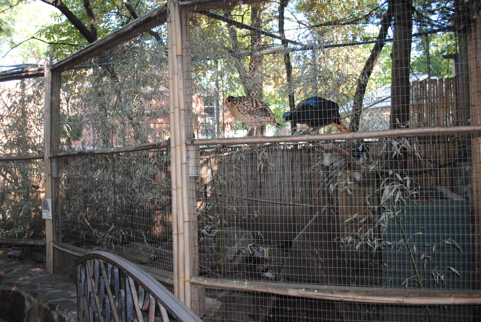 Pheasants' exhibit (Children's zone)