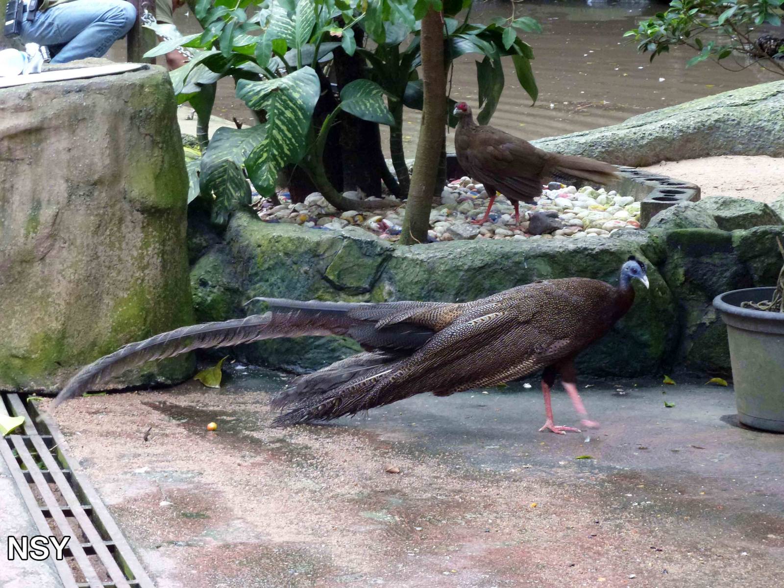 Pheasants :), June 2013.