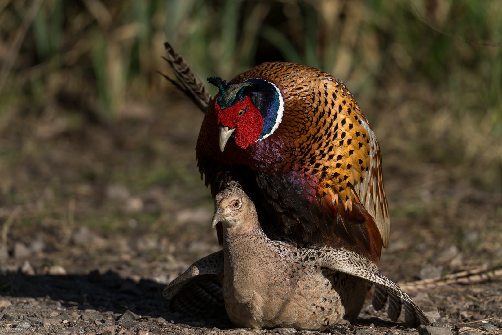 Pheasants (wild) UK