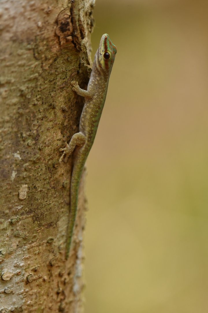 Phelsuma abbotti